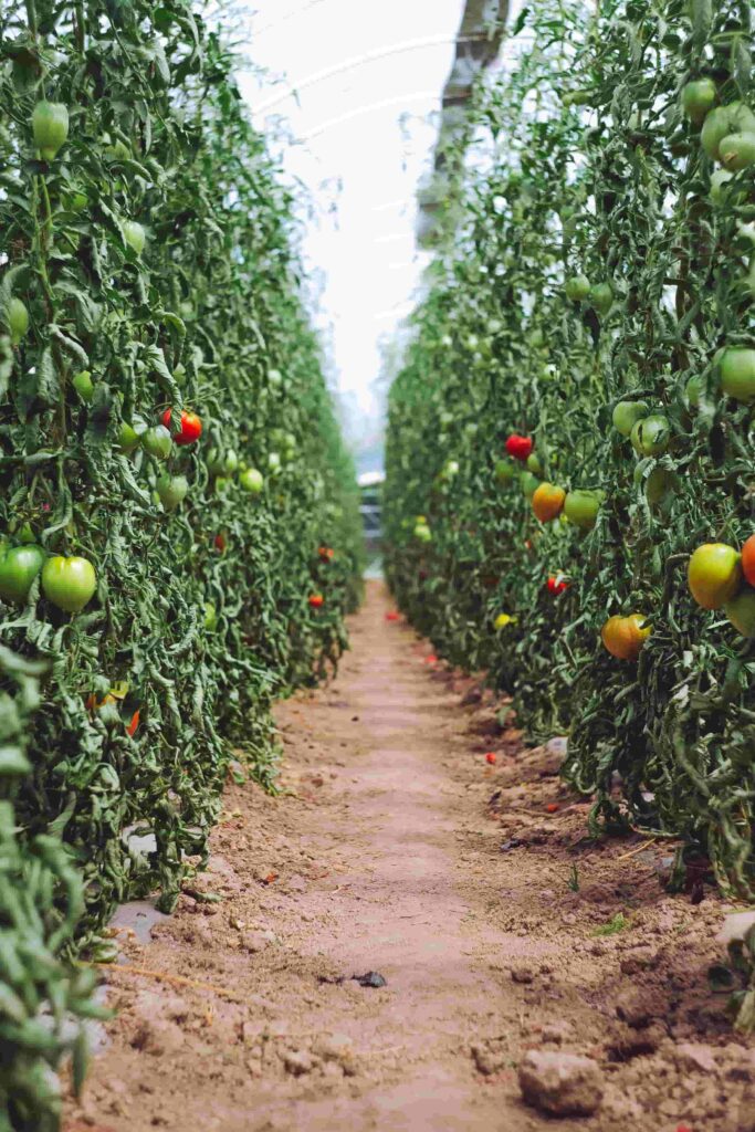 tomatoes on the vine